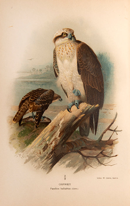 Coloured Figures of the Birds of the British Islands.