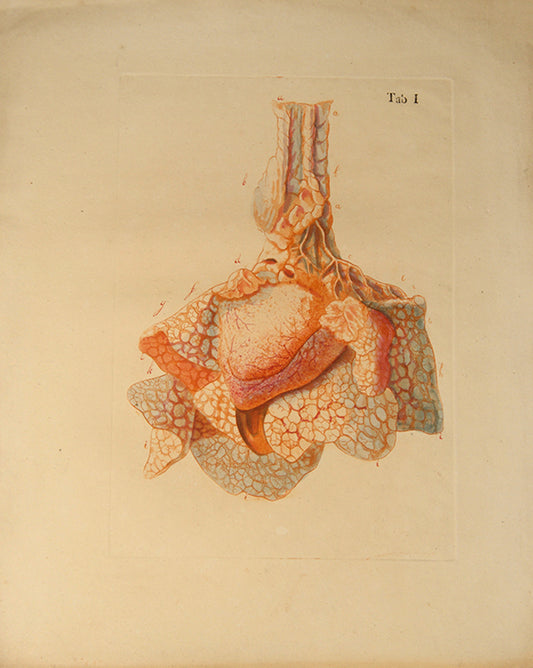 First edition of an early work on the anatomy of tissues and one of the first colour printed works on microscopy, Jan Bleuland's Icones Anatomico-Physiologicae, 1826.