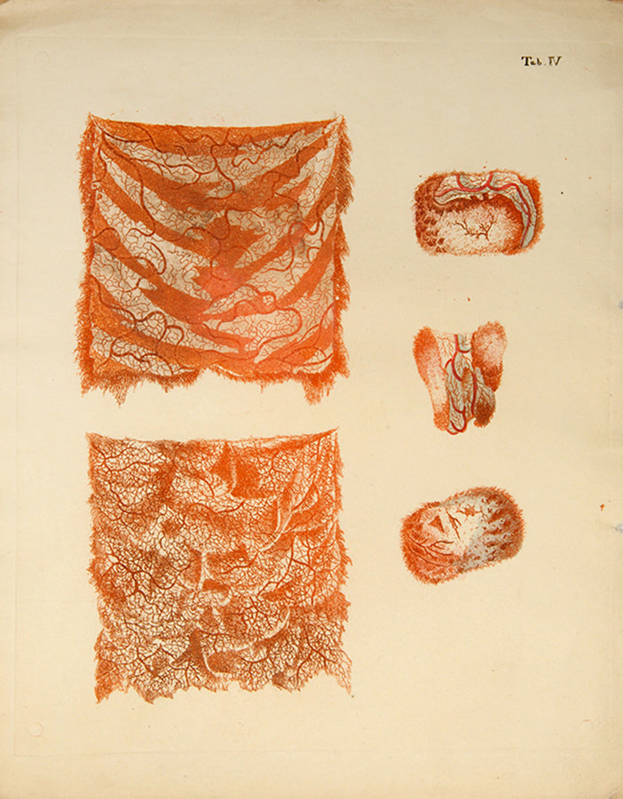 First edition of an early work on the anatomy of tissues and one of the first colour printed works on microscopy, Jan Bleuland's Icones Anatomico-Physiologicae, 1826.