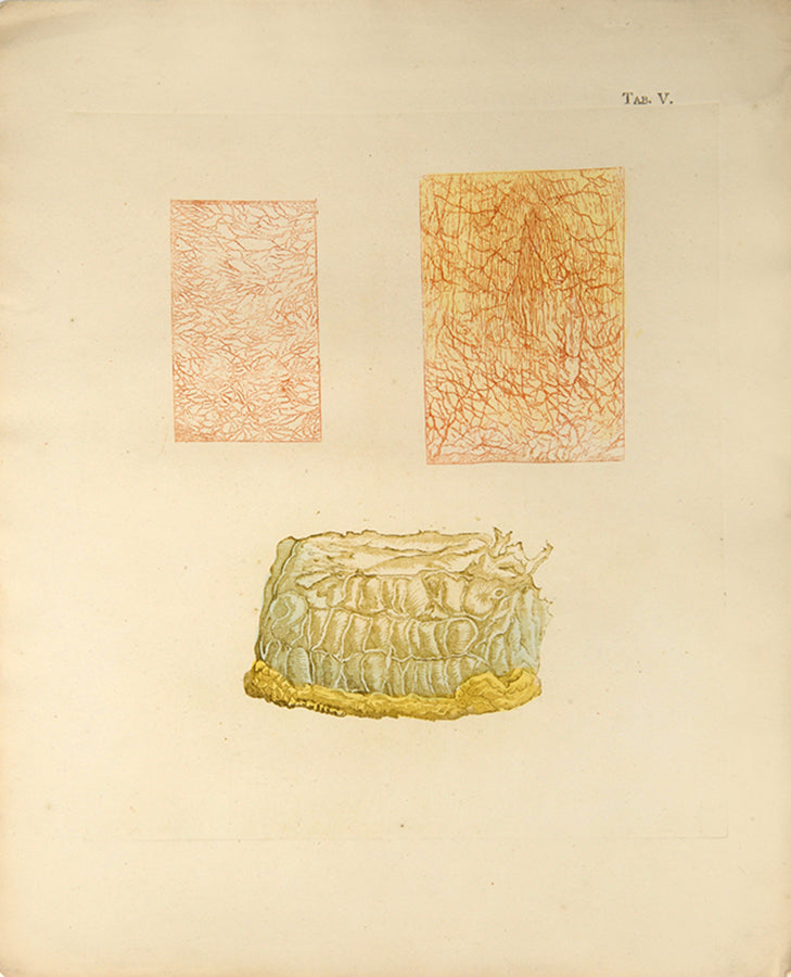 First edition of an early work on the anatomy of tissues and one of the first colour printed works on microscopy, Jan Bleuland's Icones Anatomico-Physiologicae, 1826.