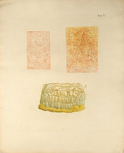First edition of an early work on the anatomy of tissues and one of the first colour printed works on microscopy, Jan Bleuland's Icones Anatomico-Physiologicae, 1826.