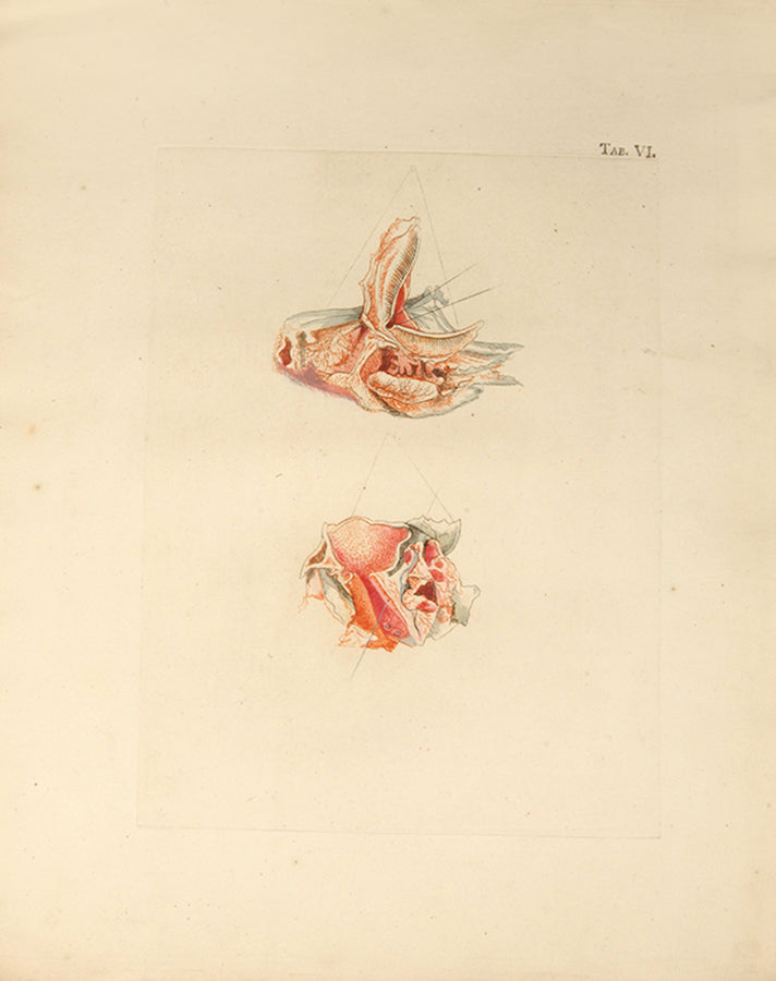 First edition of an early work on the anatomy of tissues and one of the first colour printed works on microscopy, Jan Bleuland's Icones Anatomico-Physiologicae, 1826.
