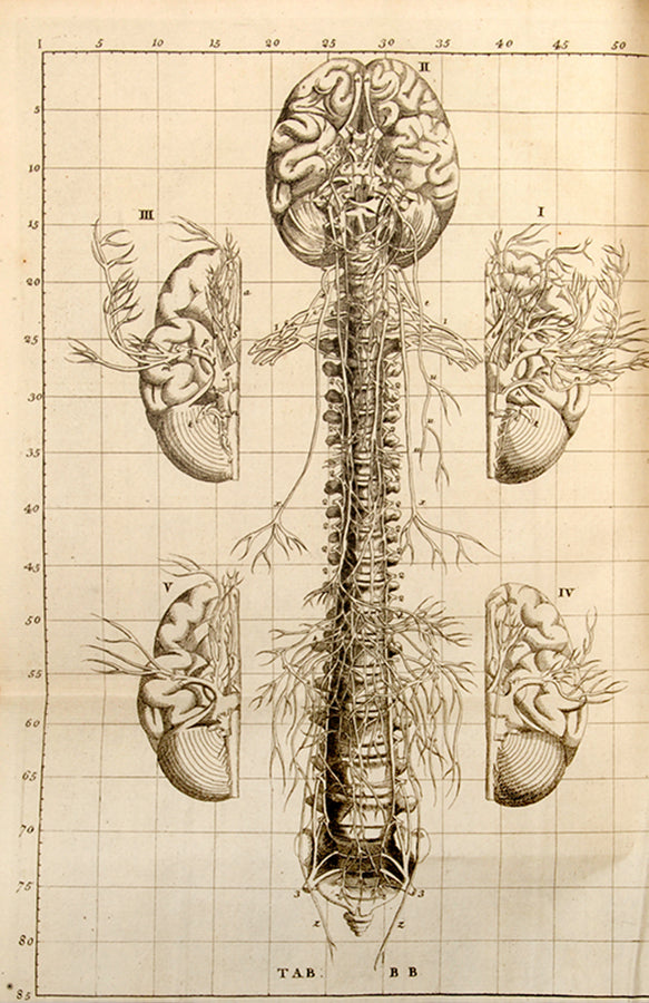 An Anatomical Exposition of the Structure of the Human Body by James Benignus [Jacques-Bénigne] Winslow, reissue of the first English edition, 1734.