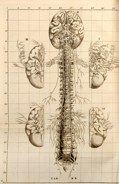 An Anatomical Exposition of the Structure of the Human Body by James Benignus [Jacques-Bénigne] Winslow, reissue of the first English edition, 1734.