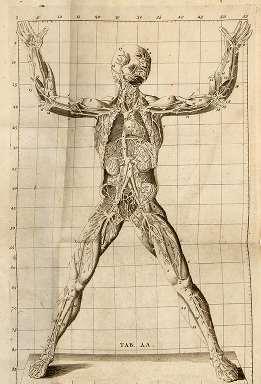 An Anatomical Exposition of the Structure of the Human Body by James Benignus [Jacques-Bénigne] Winslow, reissue of the first English edition, 1734.