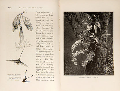 Travels and Adventures of an Orchid Hunter.