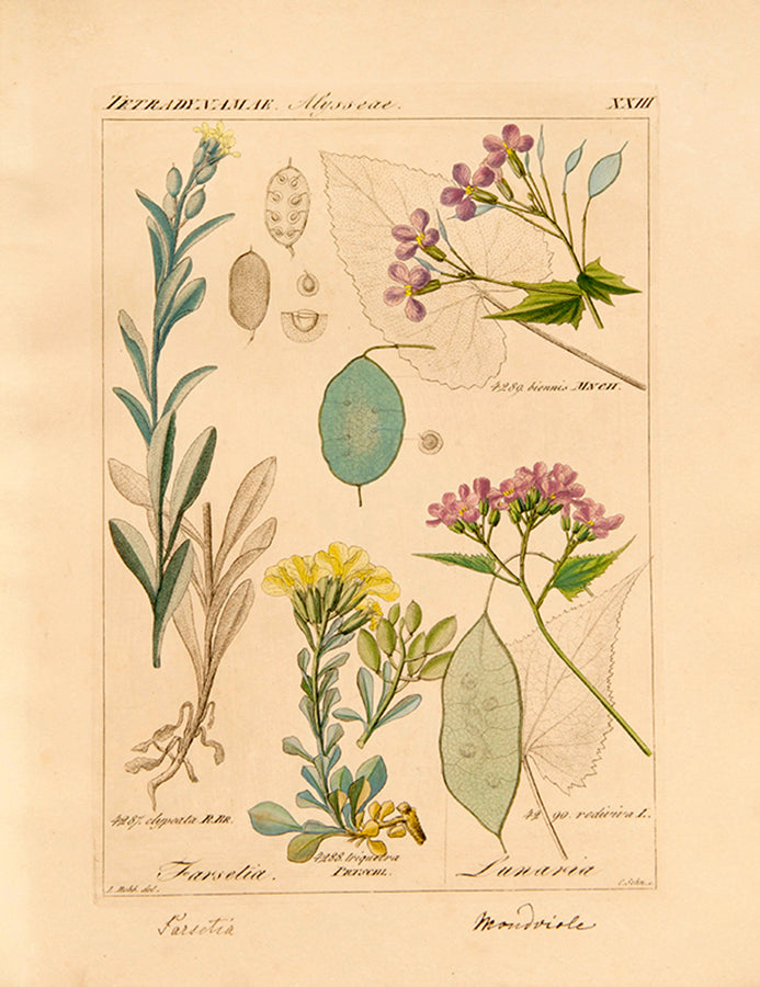 Deutschlands Flora