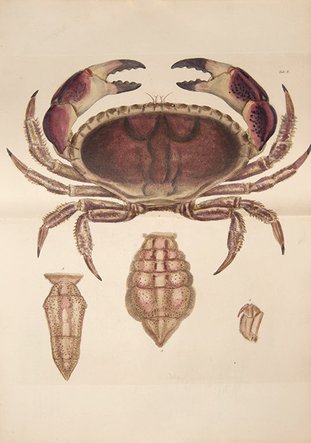 First edition of the most beautiful publication on Crustacea, Leach and Sowerby's Malacostraca Podophthalmata Britanniae.