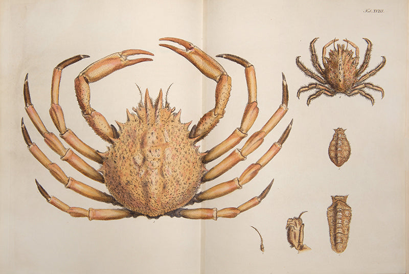 First edition of the most beautiful publication on Crustacea, Leach and Sowerby's Malacostraca Podophthalmata Britanniae.