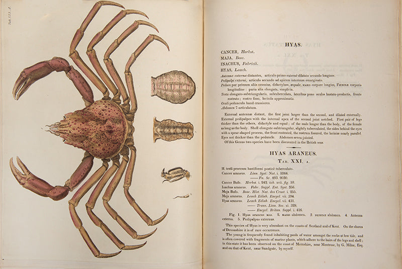 First edition of the most beautiful publication on Crustacea, Leach and Sowerby's Malacostraca Podophthalmata Britanniae.
