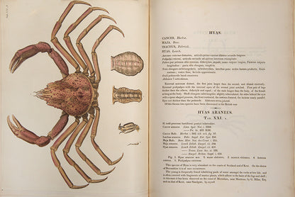 First edition of the most beautiful publication on Crustacea, Leach and Sowerby's Malacostraca Podophthalmata Britanniae.