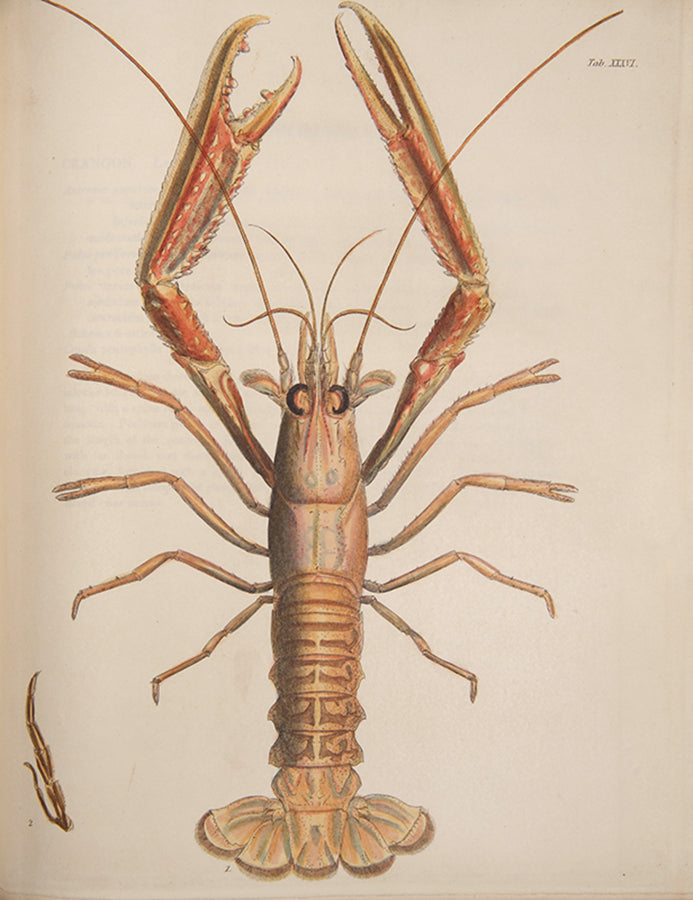 First edition of the most beautiful publication on Crustacea, Leach and Sowerby's Malacostraca Podophthalmata Britanniae.