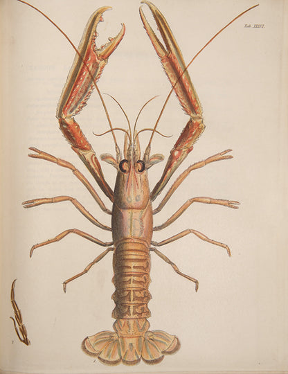 First edition of the most beautiful publication on Crustacea, Leach and Sowerby's Malacostraca Podophthalmata Britanniae.