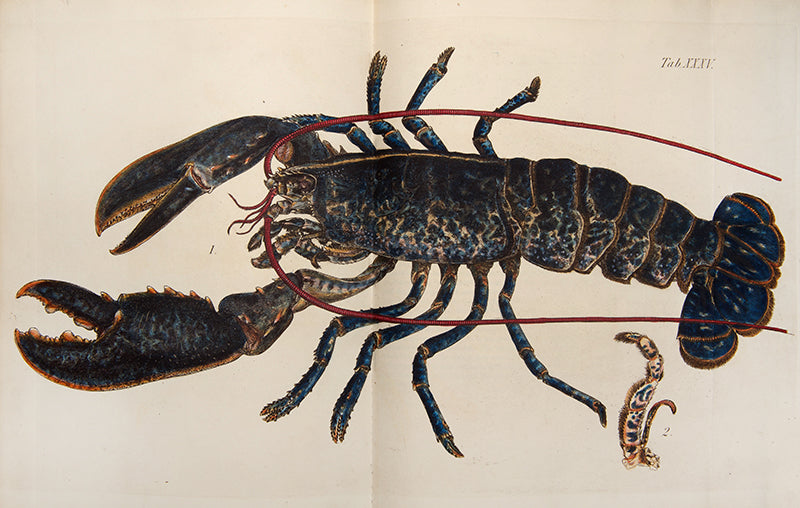 First edition of the most beautiful publication on Crustacea, Leach and Sowerby's Malacostraca Podophthalmata Britanniae.