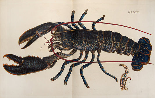 First edition of the most beautiful publication on Crustacea, Leach and Sowerby's Malacostraca Podophthalmata Britanniae.