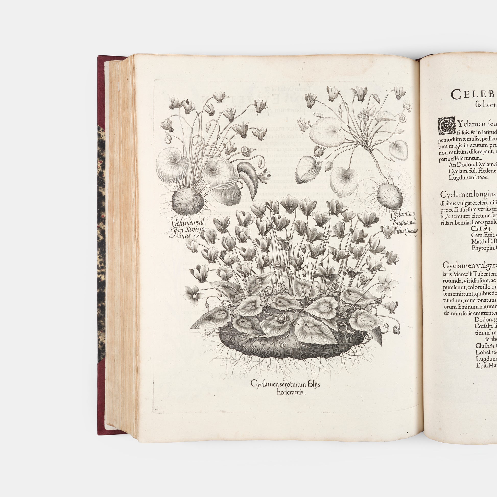 First edition of the first great illustrated flower book, Basil Besler's Hortus Eystettensis, published in an edition of only 300 copies in 1613.