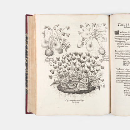 First edition of the first great illustrated flower book, Basil Besler's Hortus Eystettensis, published in an edition of only 300 copies in 1613.