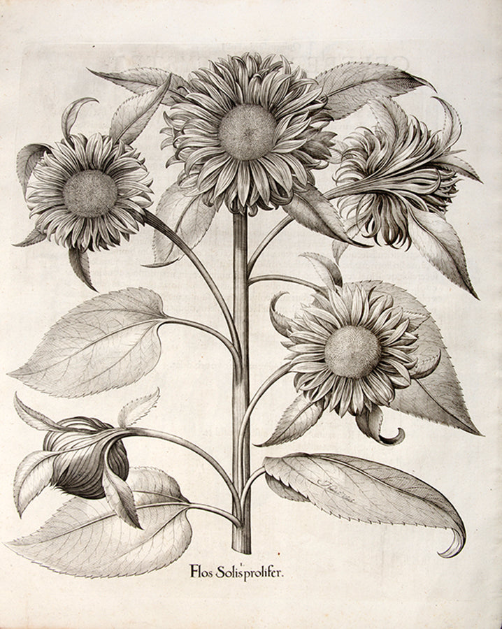First edition of the first great illustrated flower book, Basil Besler's Hortus Eystettensis, published in an edition of only 300 copies in 1613.
