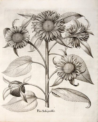 First edition of the first great illustrated flower book, Basil Besler's Hortus Eystettensis, published in an edition of only 300 copies in 1613.
