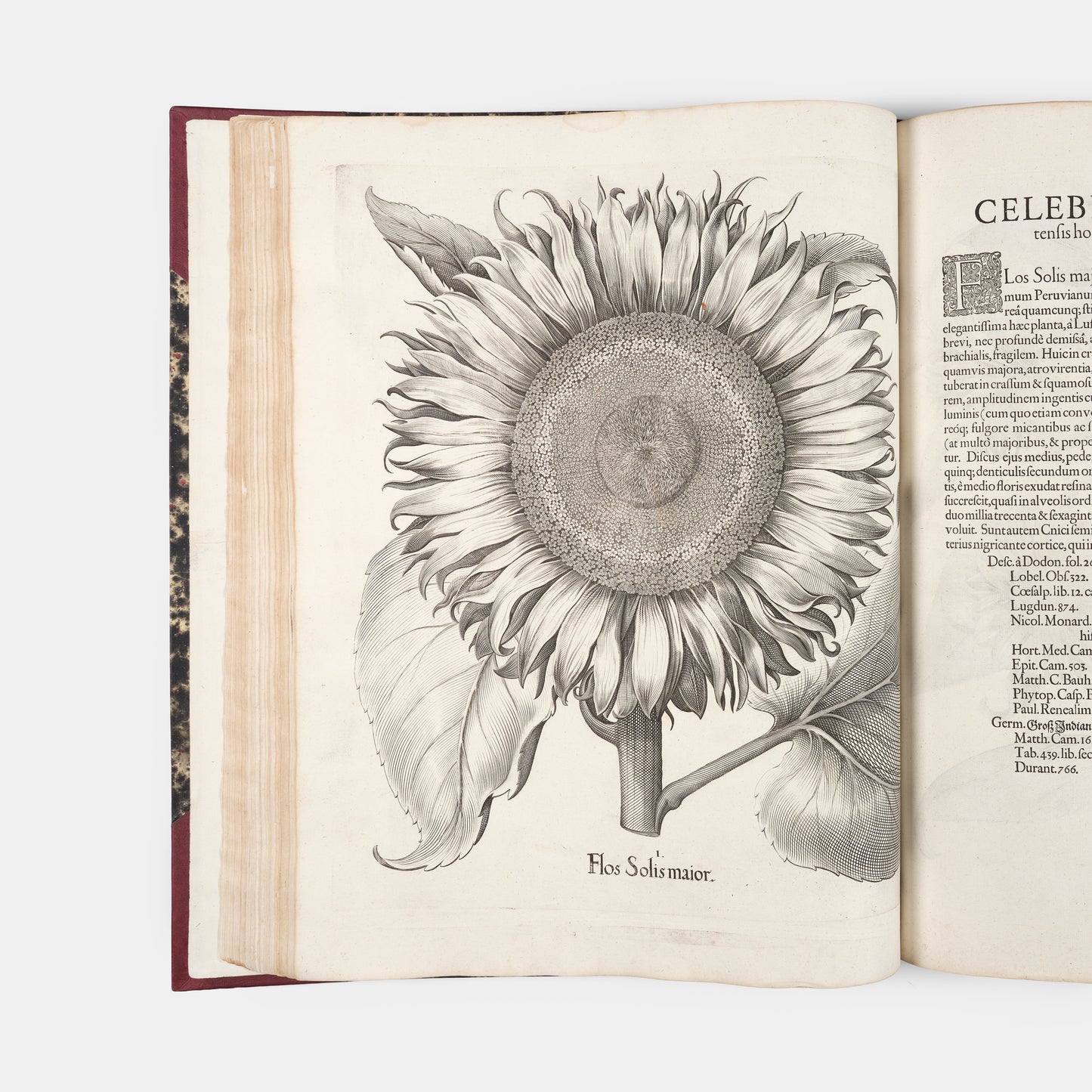 First edition of the first great illustrated flower book, Basil Besler's Hortus Eystettensis, published in an edition of only 300 copies in 1613.