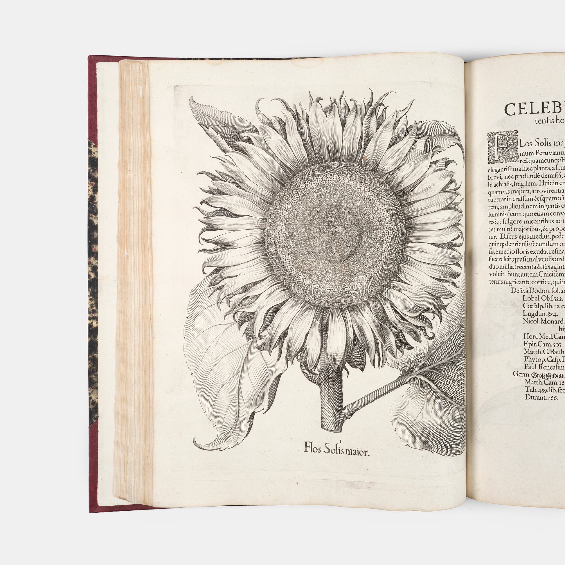 First edition of the first great illustrated flower book, Basil Besler's Hortus Eystettensis, published in an edition of only 300 copies in 1613.