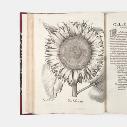 First edition of the first great illustrated flower book, Basil Besler's Hortus Eystettensis, published in an edition of only 300 copies in 1613.