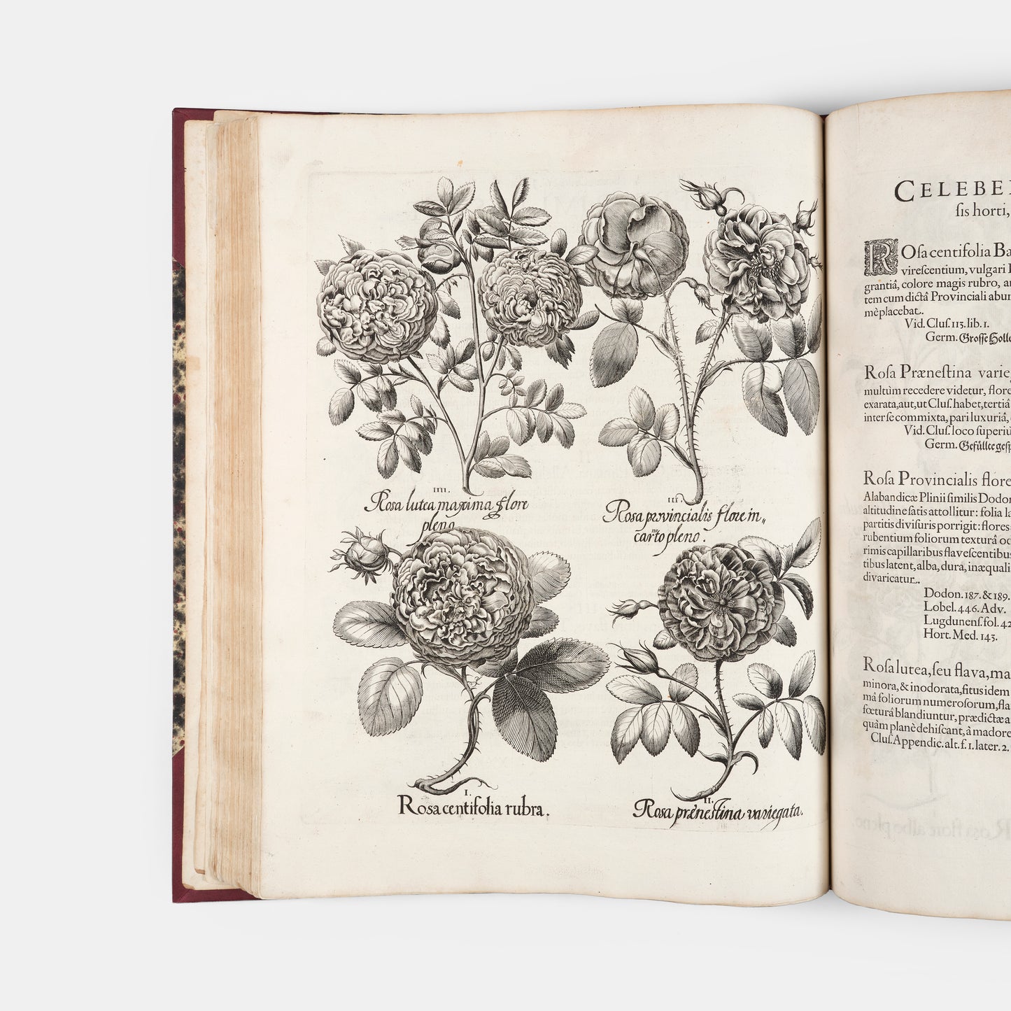 First edition of the first great illustrated flower book, Basil Besler's Hortus Eystettensis, published in an edition of only 300 copies in 1613.