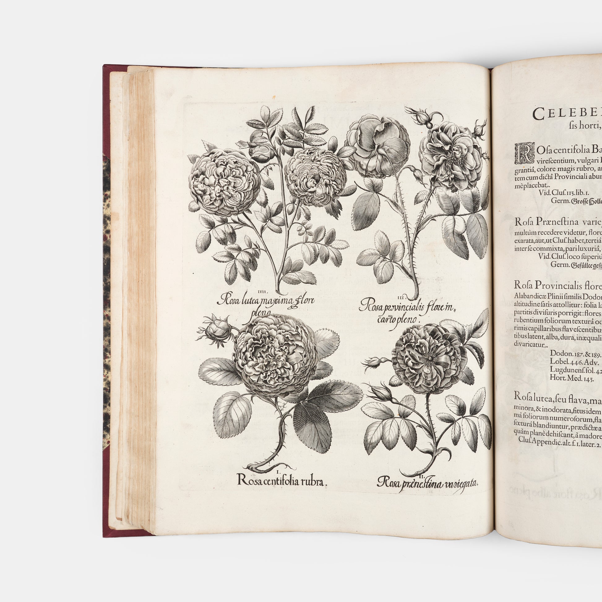 First edition of the first great illustrated flower book, Basil Besler's Hortus Eystettensis, published in an edition of only 300 copies in 1613.