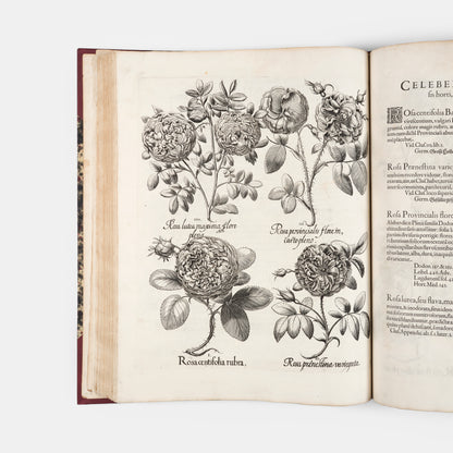 First edition of the first great illustrated flower book, Basil Besler's Hortus Eystettensis, published in an edition of only 300 copies in 1613.