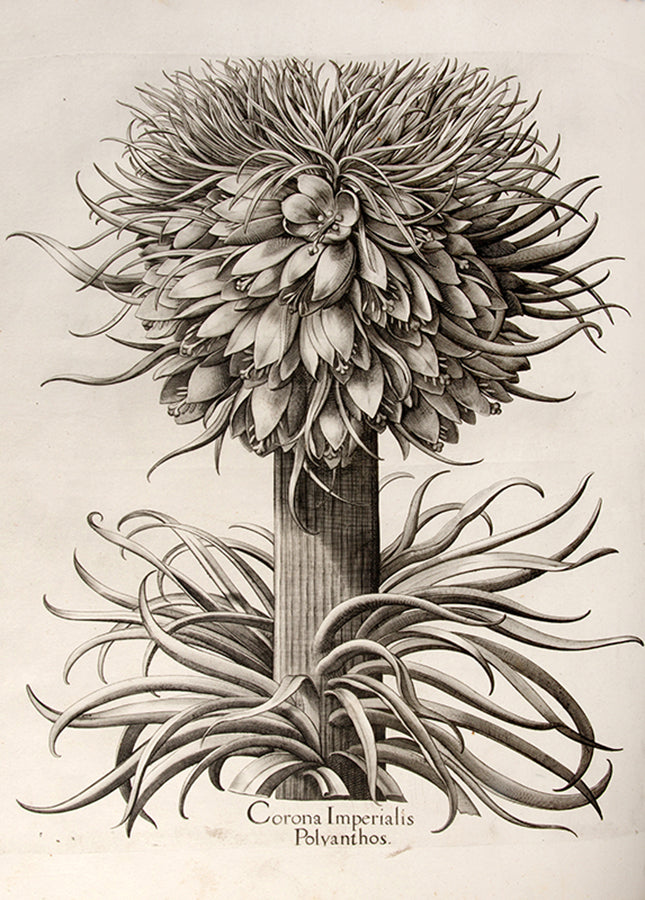 First edition of the first great illustrated flower book, Basil Besler's Hortus Eystettensis, published in an edition of only 300 copies in 1613.