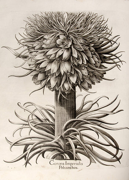 First edition of the first great illustrated flower book, Basil Besler's Hortus Eystettensis, published in an edition of only 300 copies in 1613.