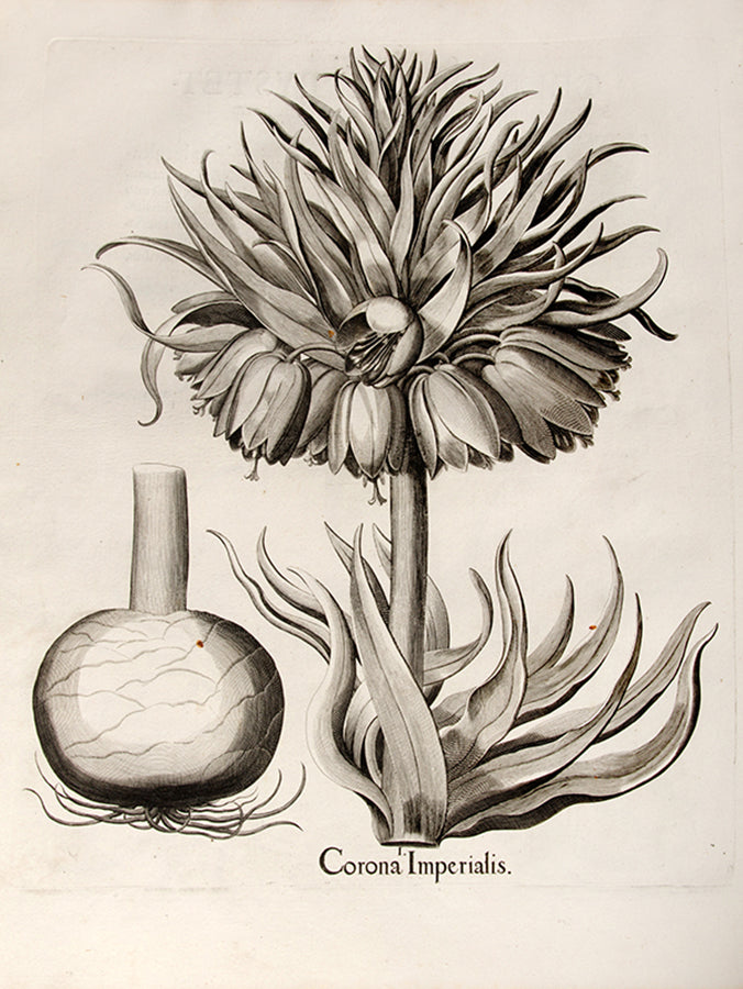 First edition of the first great illustrated flower book, Basil Besler's Hortus Eystettensis, published in an edition of only 300 copies in 1613.