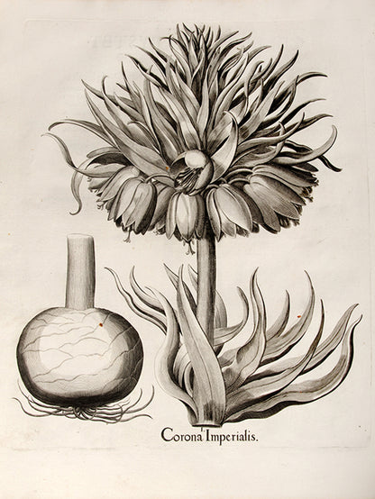 First edition of the first great illustrated flower book, Basil Besler's Hortus Eystettensis, published in an edition of only 300 copies in 1613.