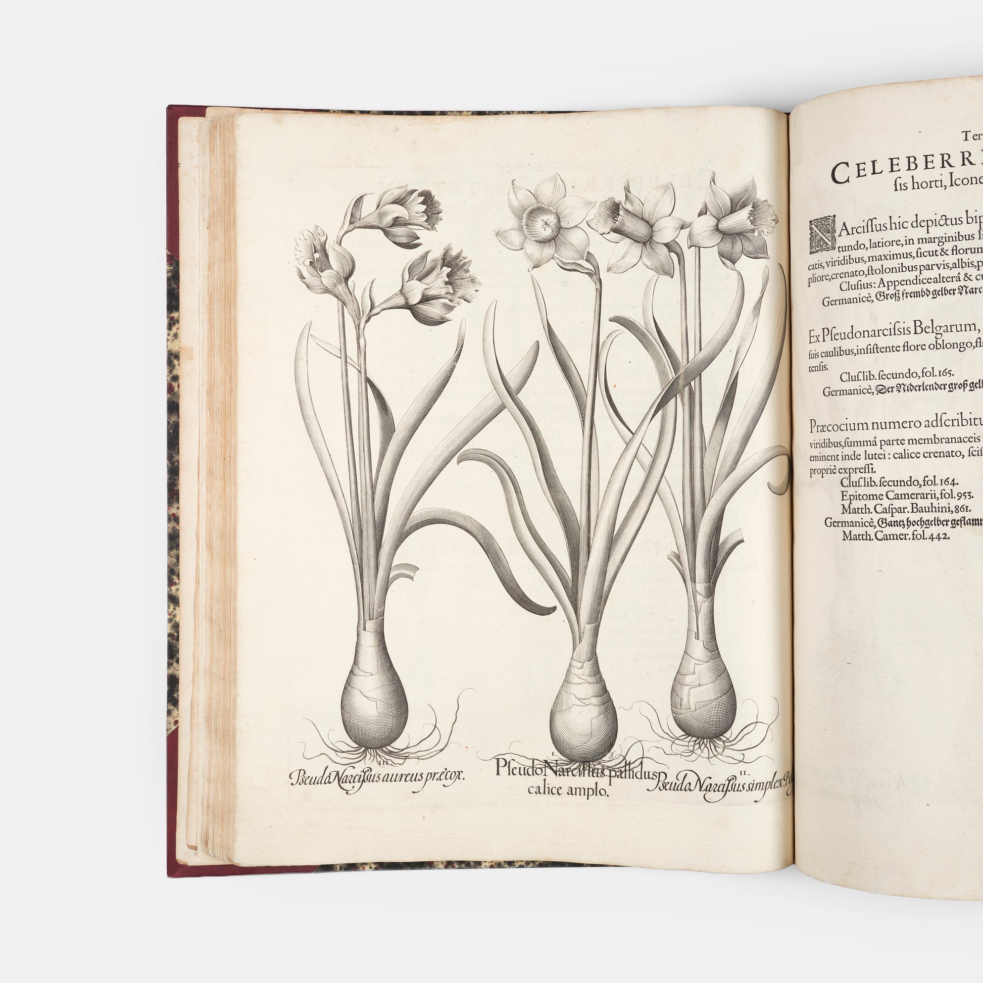 First edition of the first great illustrated flower book, Basil Besler's Hortus Eystettensis, published in an edition of only 300 copies in 1613.