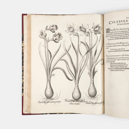 First edition of the first great illustrated flower book, Basil Besler's Hortus Eystettensis, published in an edition of only 300 copies in 1613.