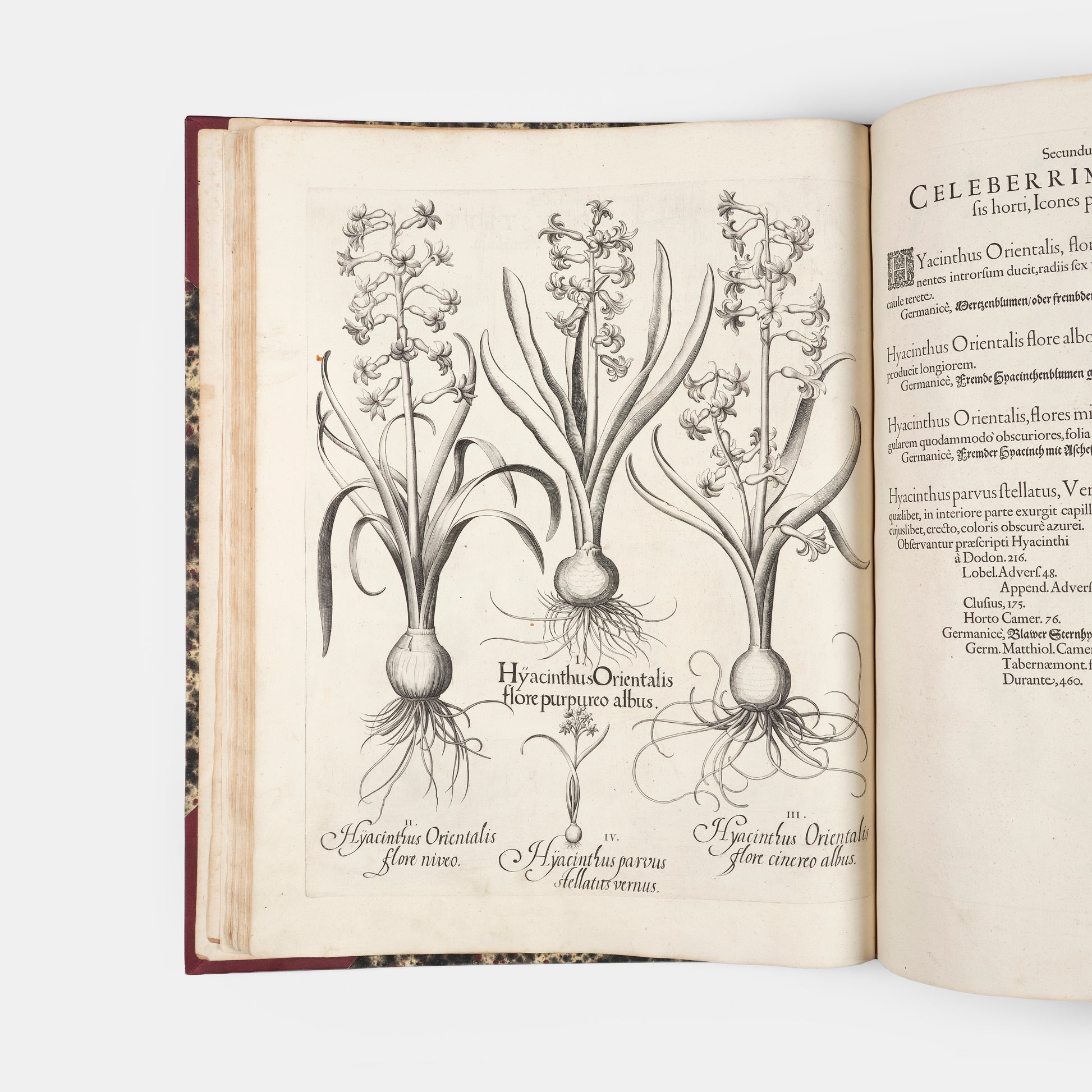 First edition of the first great illustrated flower book, Basil Besler's Hortus Eystettensis, published in an edition of only 300 copies in 1613.