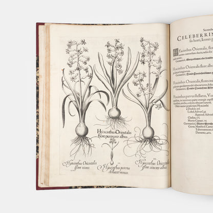 First edition of the first great illustrated flower book, Basil Besler's Hortus Eystettensis, published in an edition of only 300 copies in 1613.
