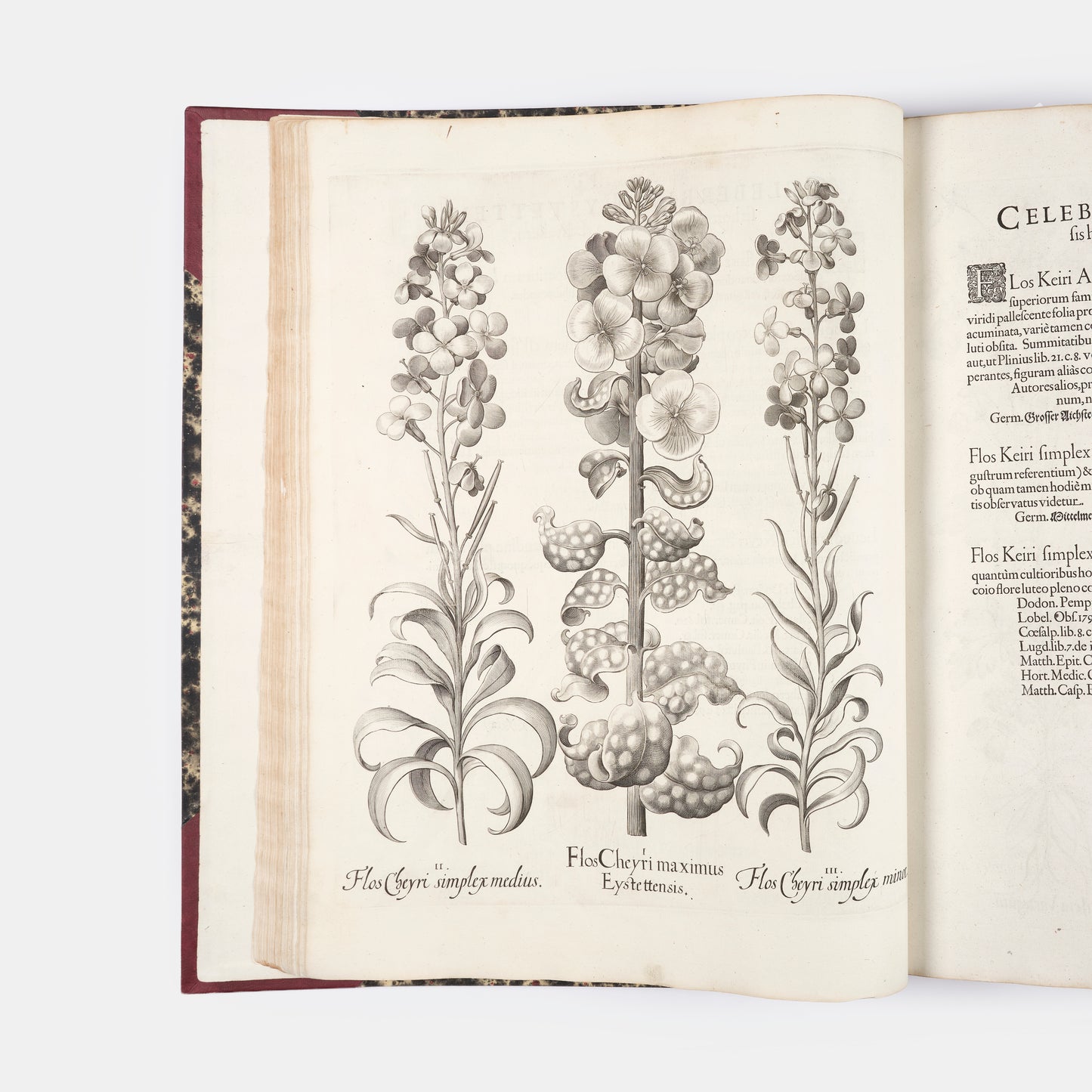 First edition of the first great illustrated flower book, Basil Besler's Hortus Eystettensis, published in an edition of only 300 copies in 1613.