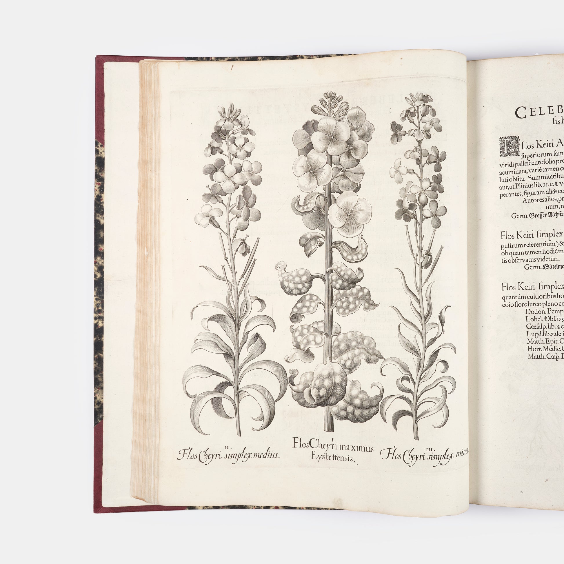 First edition of the first great illustrated flower book, Basil Besler's Hortus Eystettensis, published in an edition of only 300 copies in 1613.