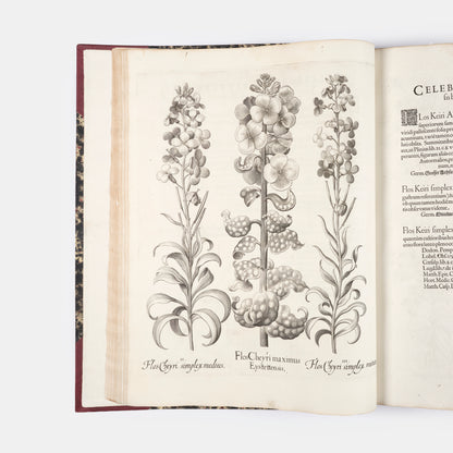 First edition of the first great illustrated flower book, Basil Besler's Hortus Eystettensis, published in an edition of only 300 copies in 1613.