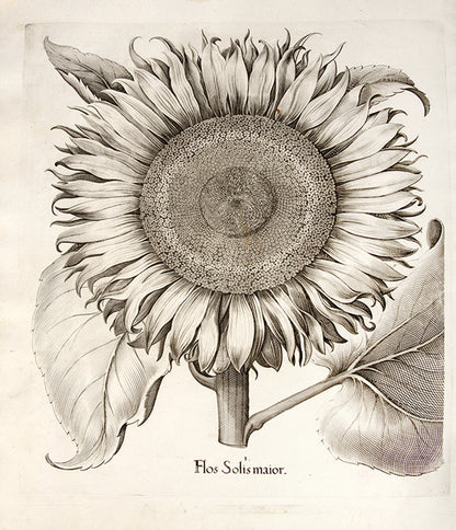 First edition of the first great illustrated flower book, Basil Besler's Hortus Eystettensis, published in an edition of only 300 copies in 1613.