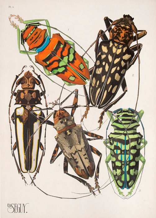 Insectes.