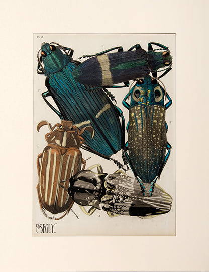 Insectes.