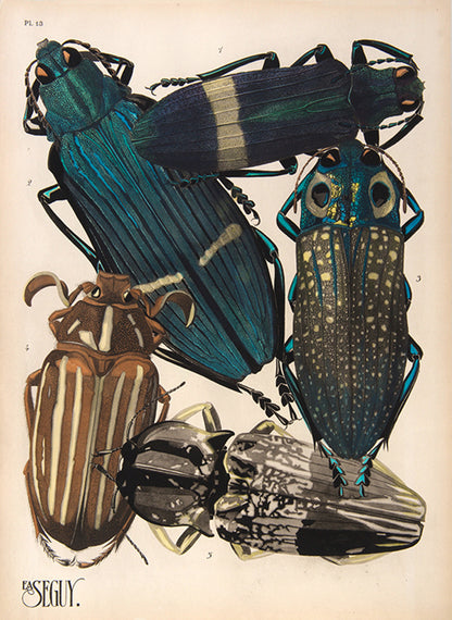 Insectes.