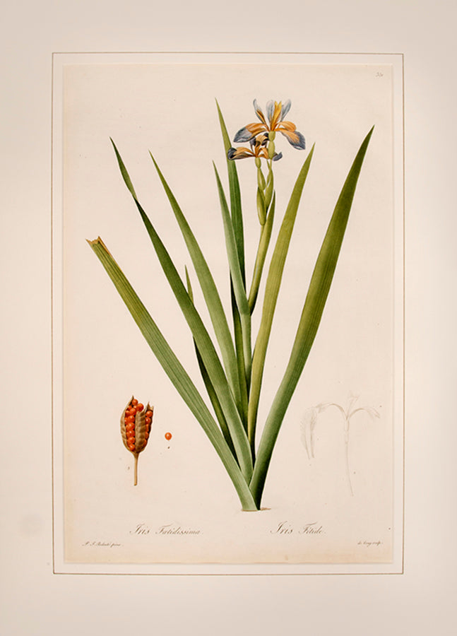 Iris Fœtidissima. Iris Fétide.