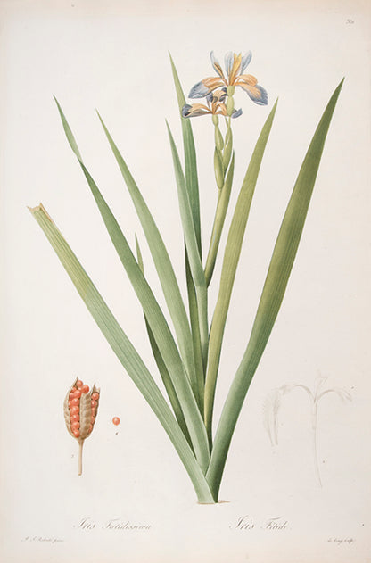 Iris Fœtidissima. Iris Fétide.