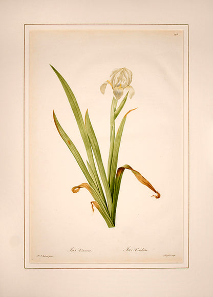 Iris Virescens. Iris Verdâtre.