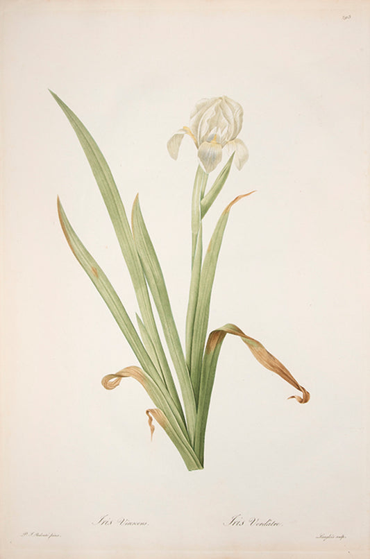 Iris Virescens. Iris Verdâtre.