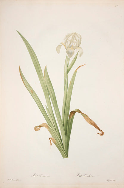 Iris Virescens. Iris Verdâtre.