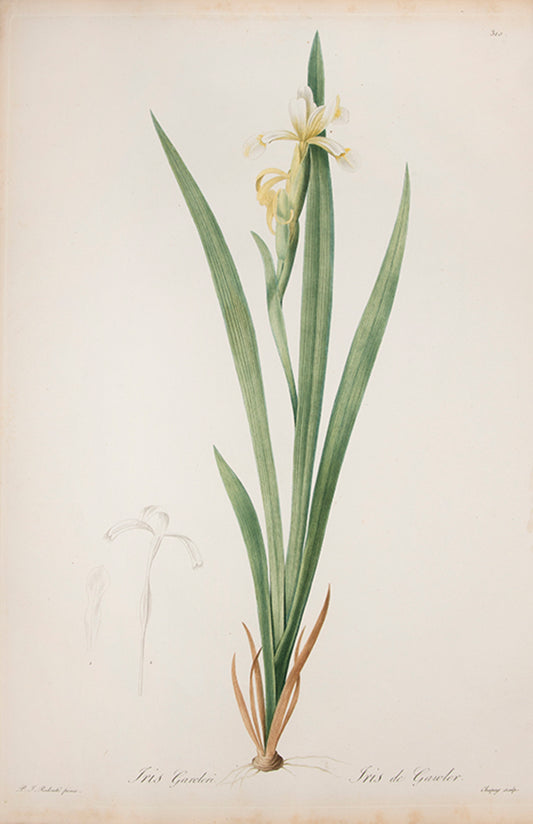 Iris Garoleri. Iris de Gawler.